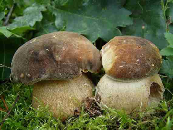  Image name: 199 Porcino.jpg 
 width: 570 pixel 
 height: 427 pixel 
 Size: 18620 bytes 
 Click to enlarge 